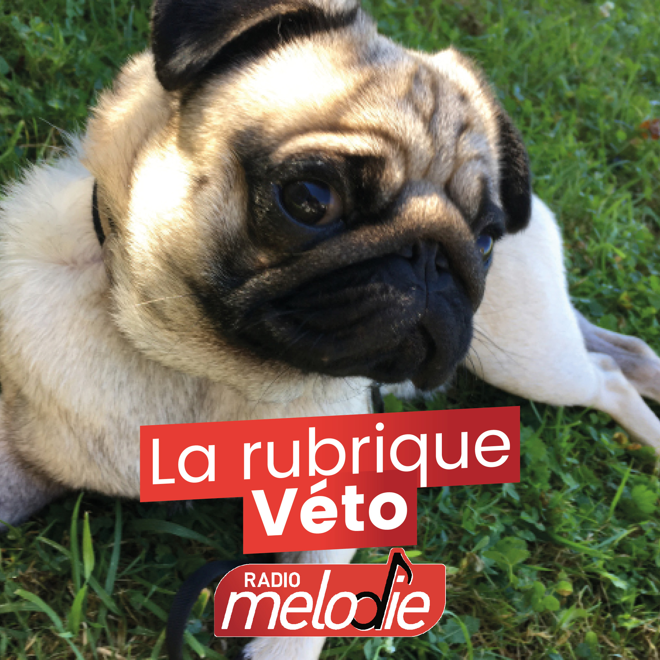 Focus sur les anti-parasitaires (2ème partie)