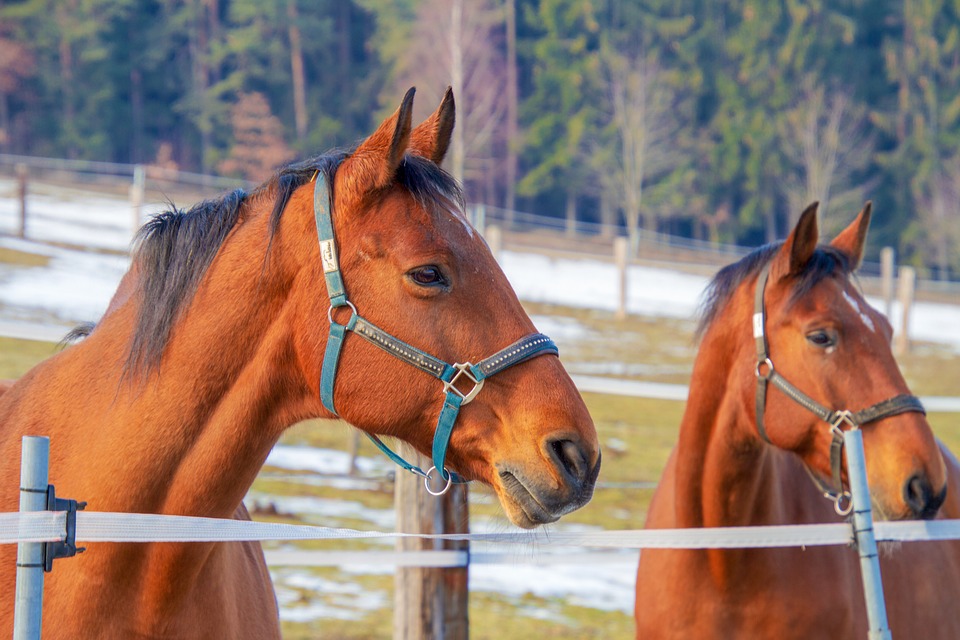 Le vaccin chez le cheval