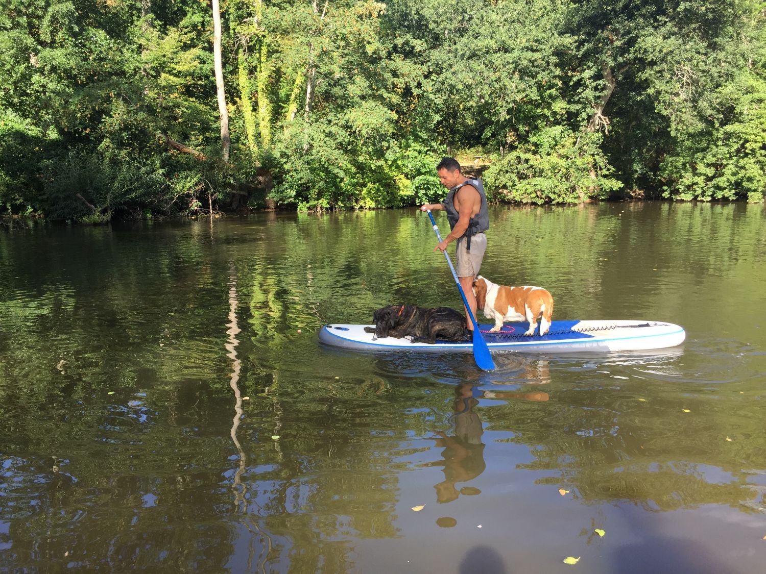 Les chiens font du paddle à Sarreguemines 
