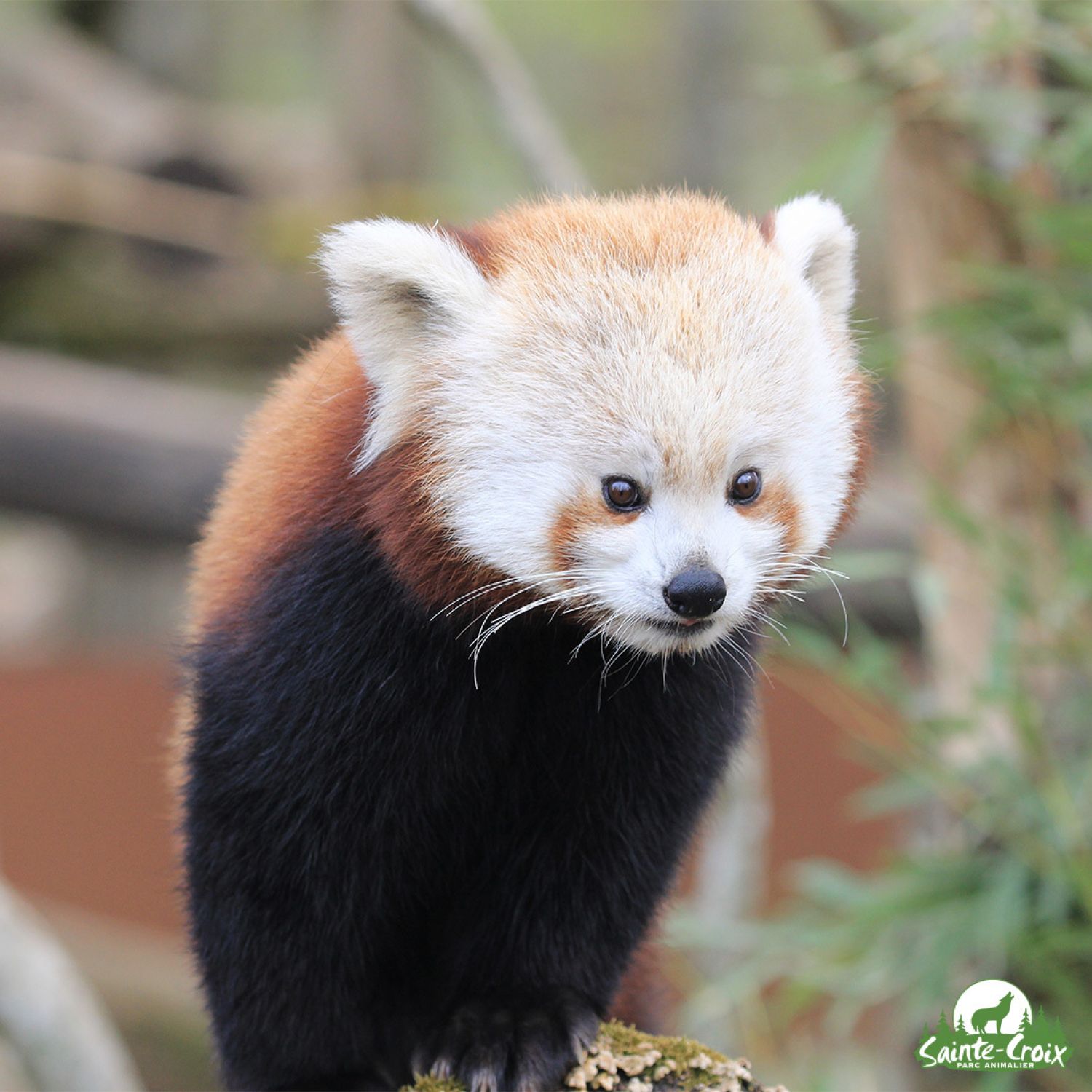 Le parc animalier de Sainte-Croix rouvre samedi avec Zaya, le nouveau panda roux 