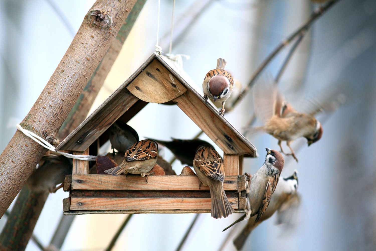 De nombreuses espèces d'oiseaux sont en déclin dans nos jardins : comment les protéger en hiver ? 
