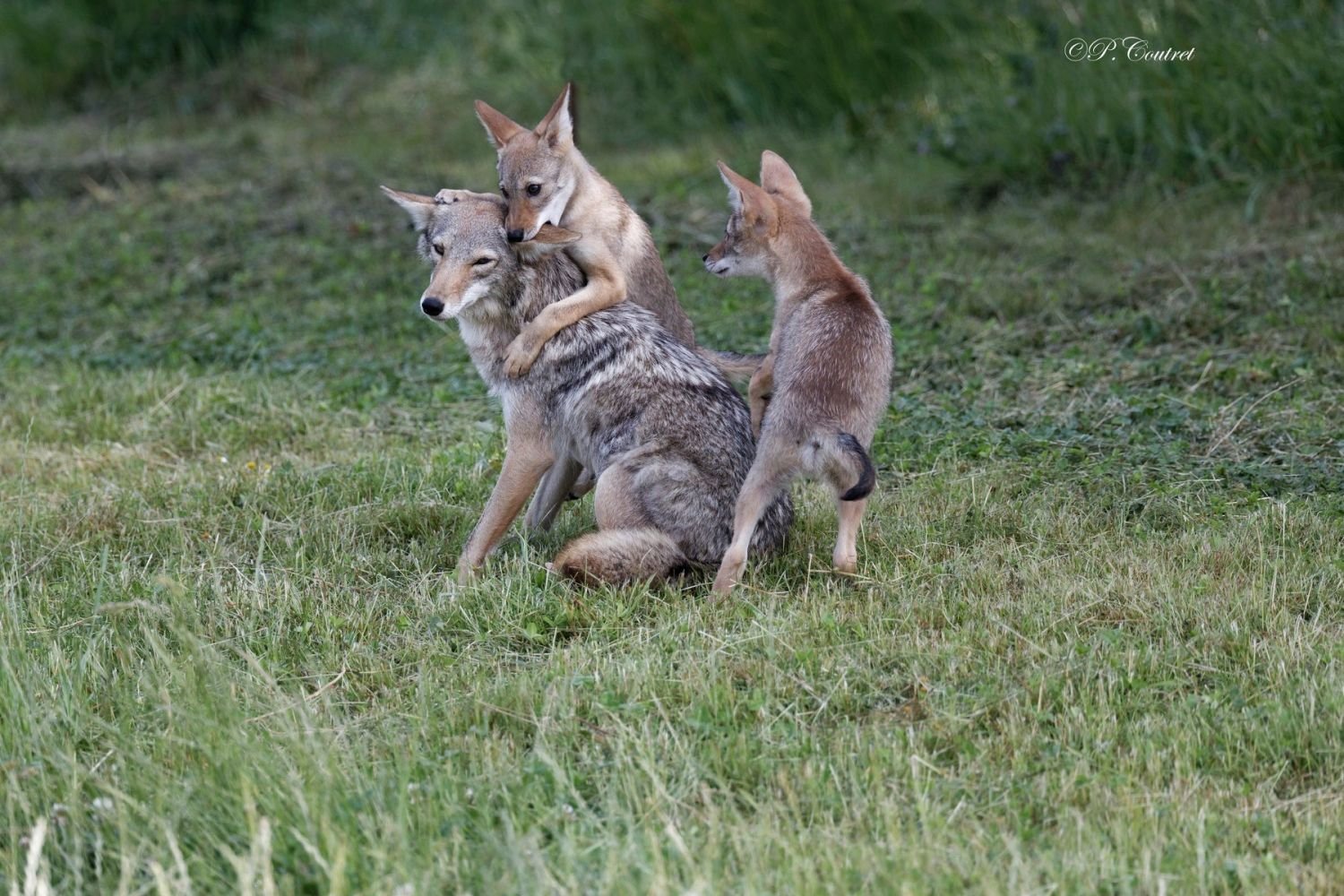 Parc Sainte-Croix : plusieurs naissances pendant le confinement