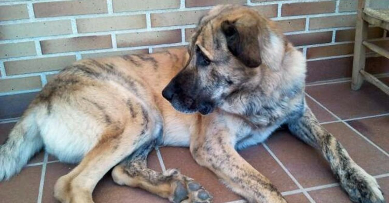 Nassweiler : Son chien se fait tuer pendant la promenade