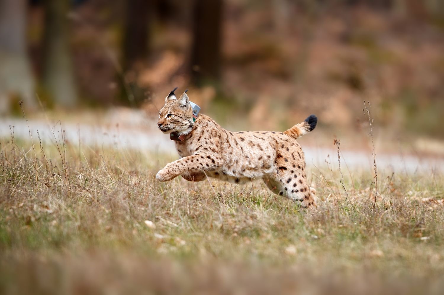 Rhénanie-Palatinat : deux nouveaux lynx réintroduits dans la forêt