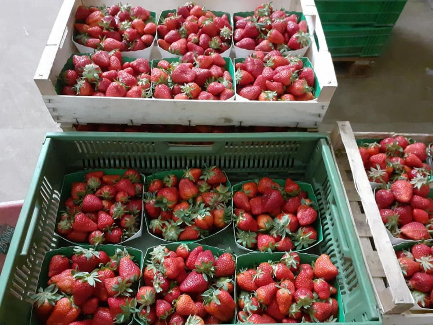 Niederstinzel : Les fraises sont arrivées !