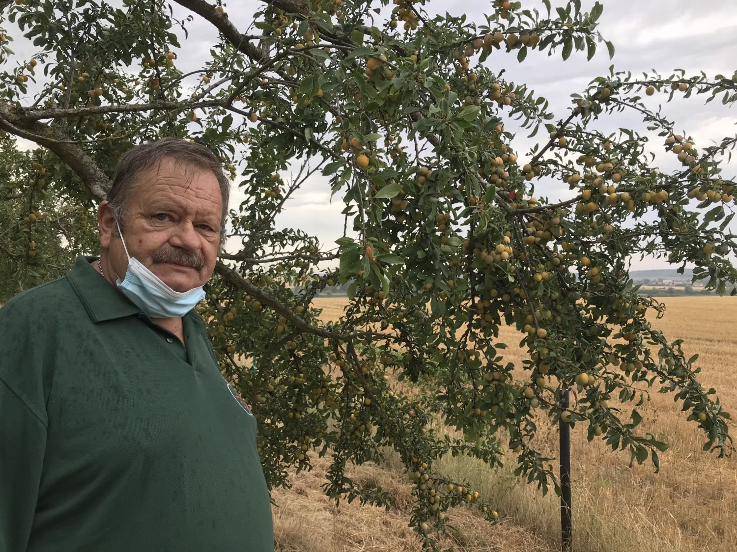 Une cueillette pour de (trop) nombreuses mirabelles