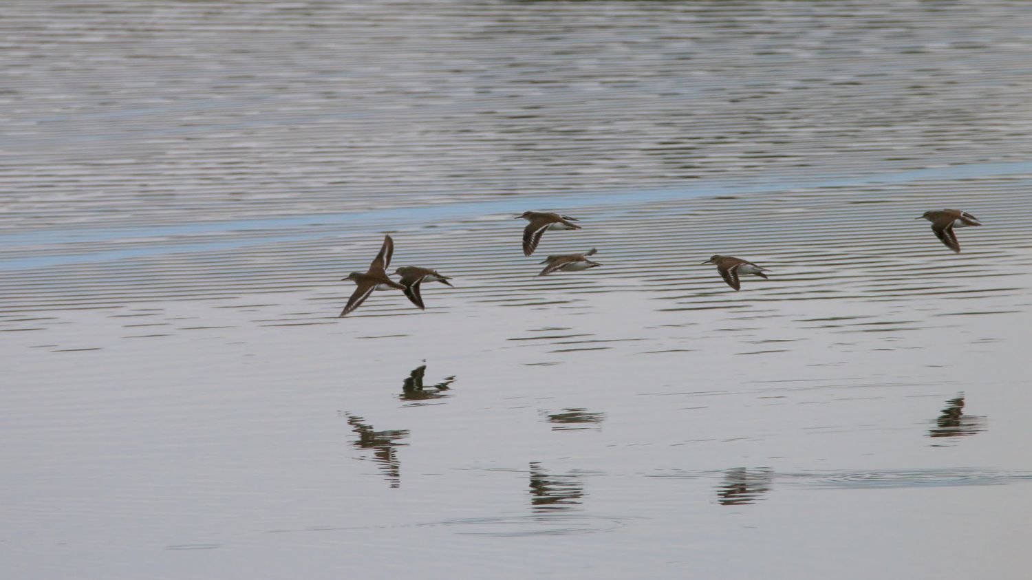 À Hoste, à la recherche des oiseaux depuis l'étang