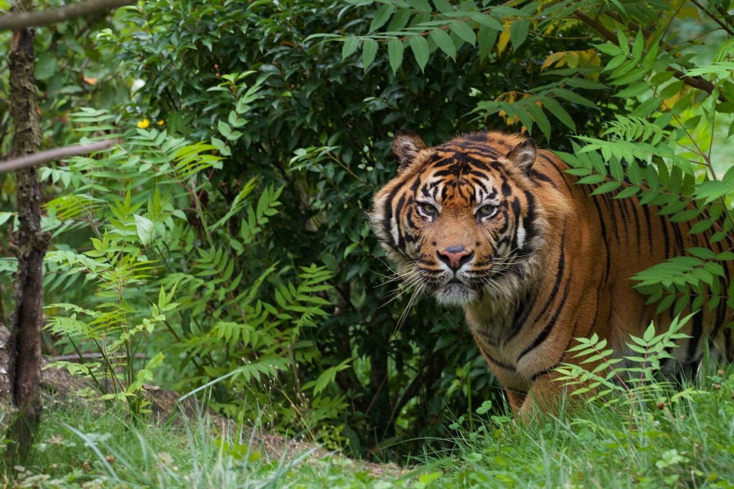 Zoo d'Amnéville : Tiger World, c'est fini ! 