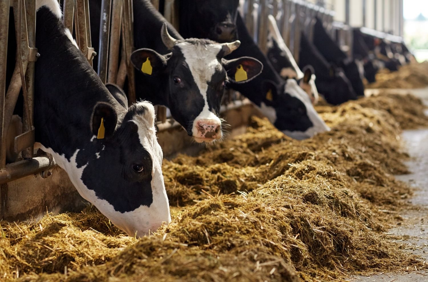 Le local boudé après le confinement ? <br />
la crainte des agriculteurs