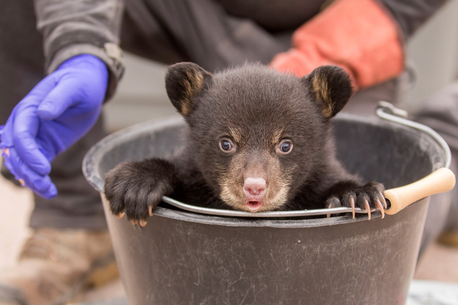 Parc animalier de Sainte-Croix : Les dons en faveur de la biodiversité ont doublé en 2020