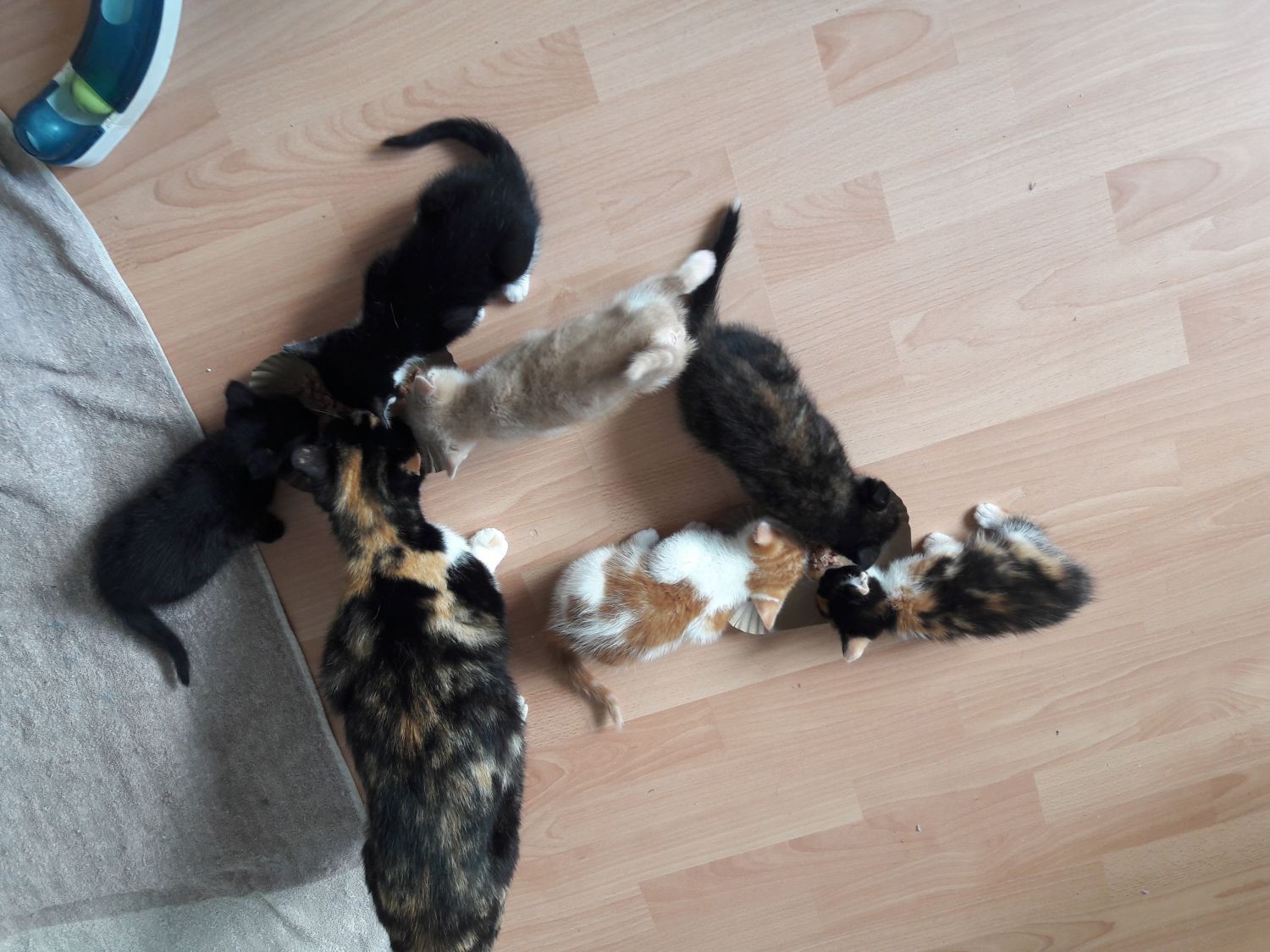 Bitche : L'association Bitcher Katz recherche des familles d'accueil pour chats