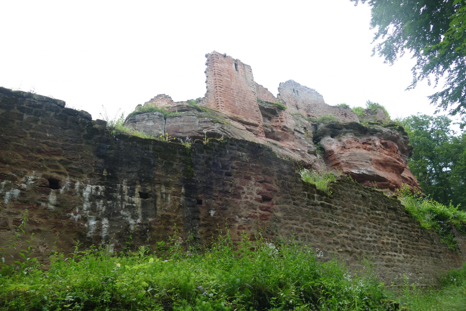 Dambach : l'association Cun Ulmer Grün entretient les ruines du château de Schoeneck depuis plus de 20 ans