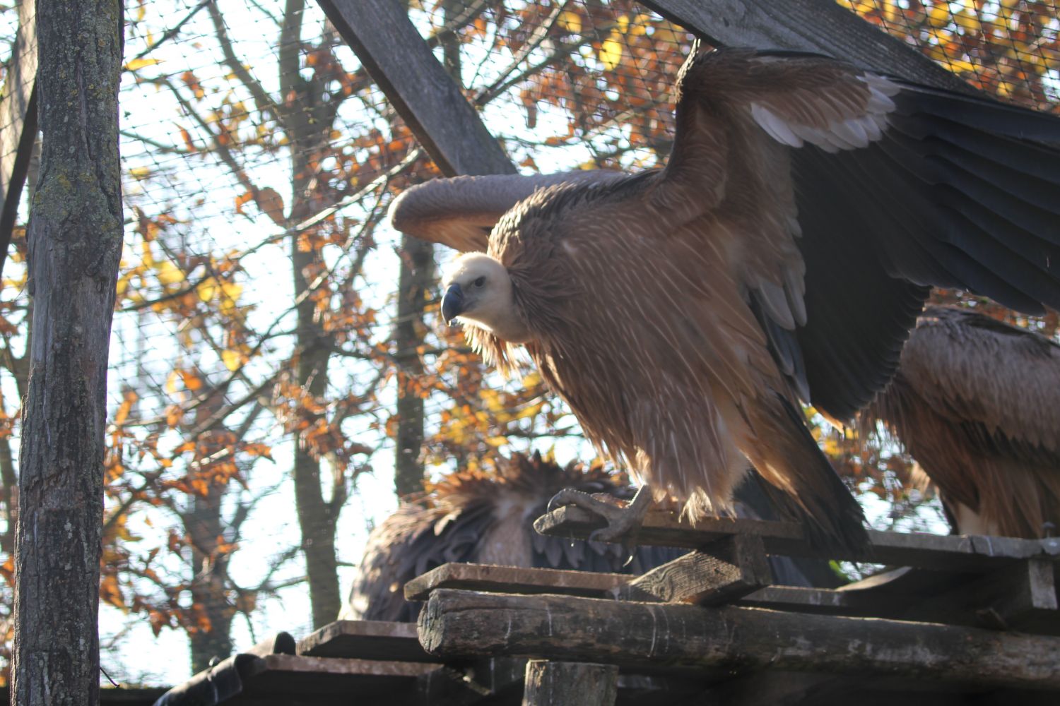 Du Parc Sainte-Croix à la Bulgarie : <br />
8 vautours relâchés dans la nature 