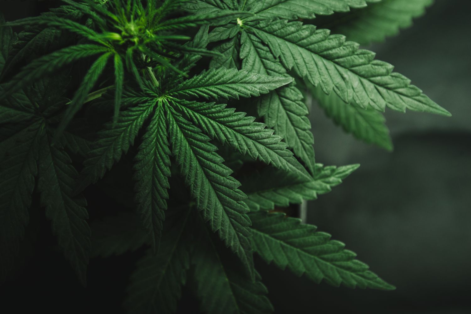 Morhange : appelée pour une fuite de gaz, la gendarmerie découvre 1 500 pieds de cannabis