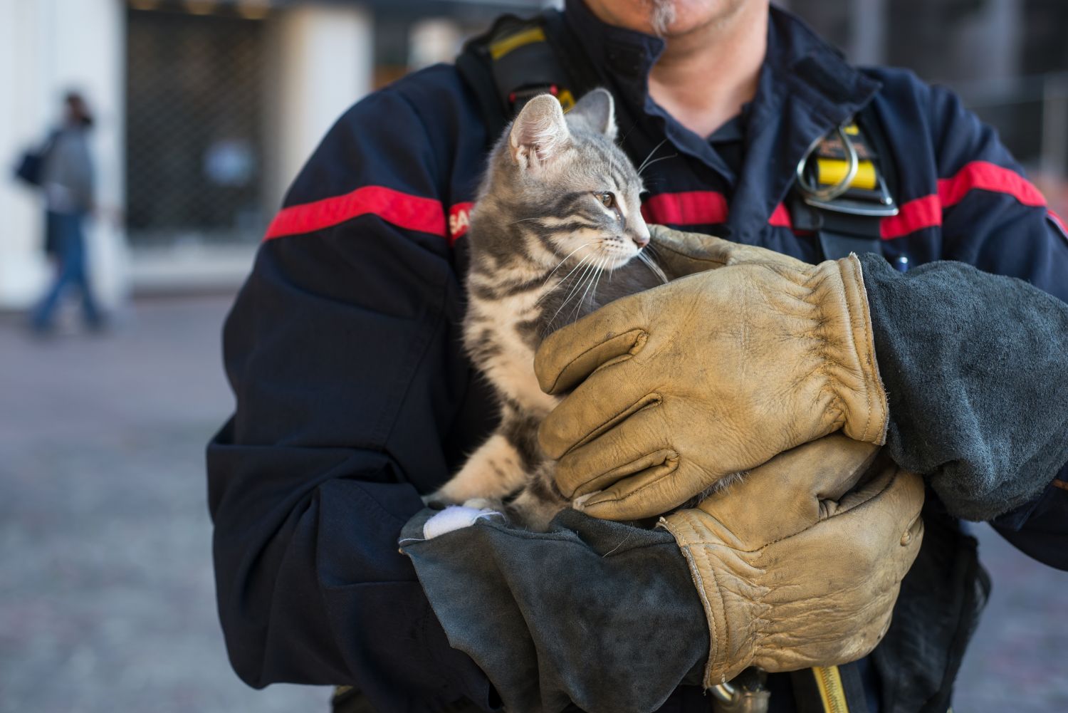 Les pompiers de Sarreguemines sauvent un chat pris dans un piège