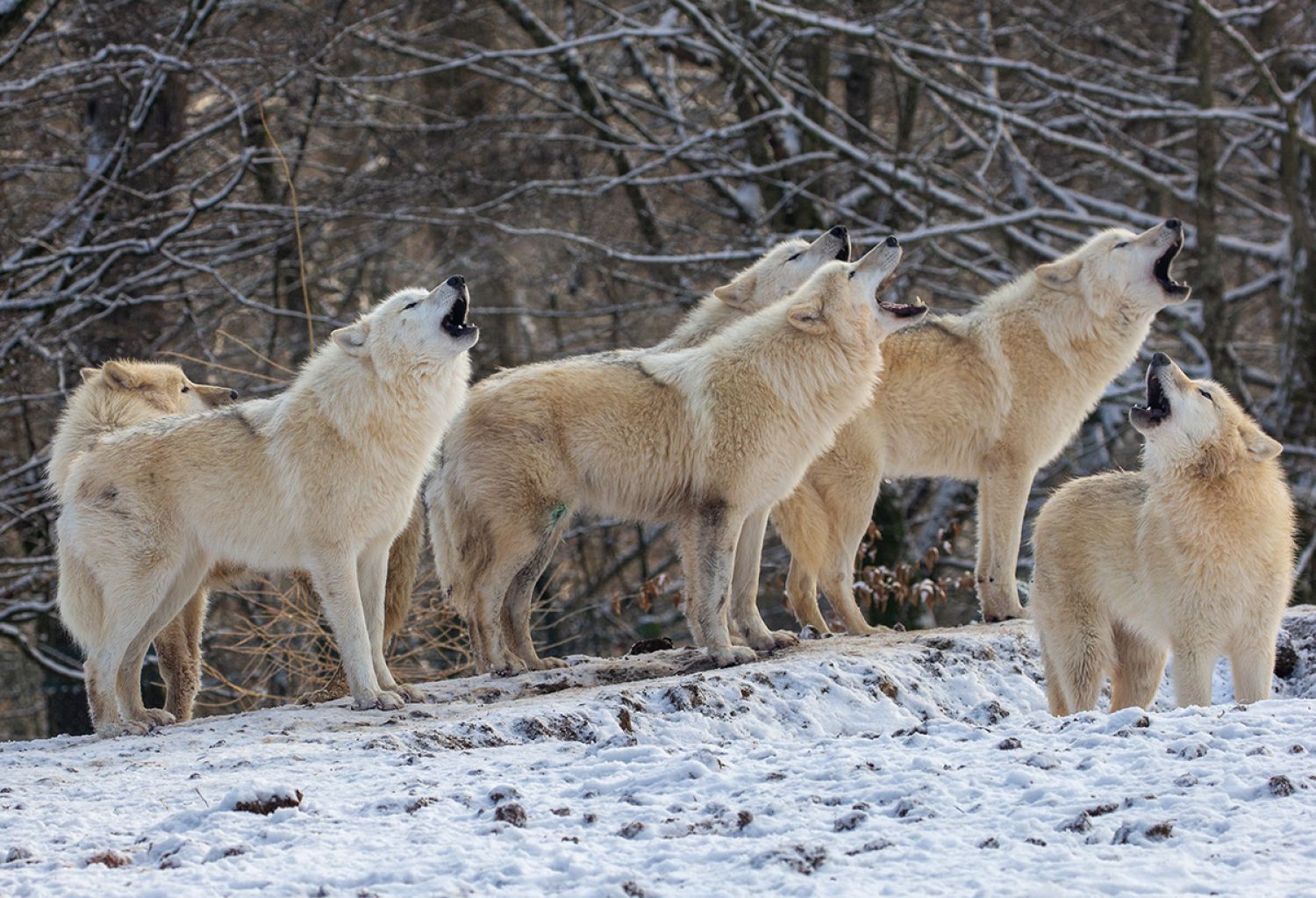 Une nouvelle meute de loups blancs et d'autres nouveautés en 2023 au parc Sainte-Croix 