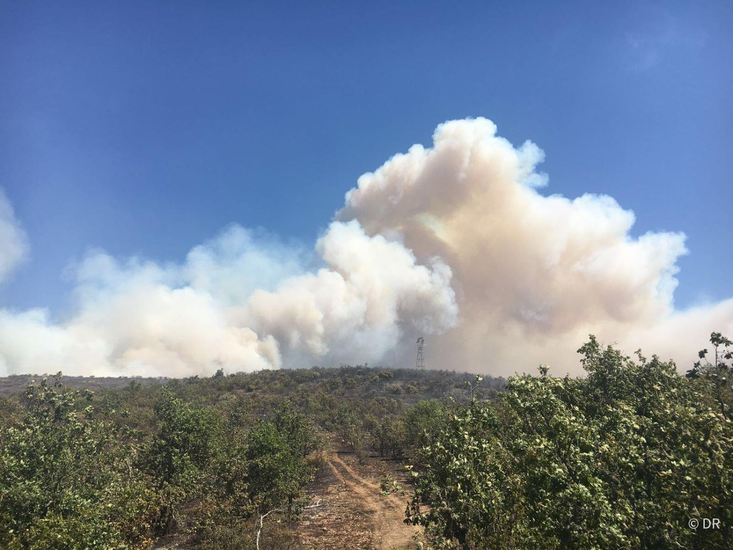 Les pompiers comptent sur l’aide du réseau Sentinelles pour lutter contre les feux de forêts