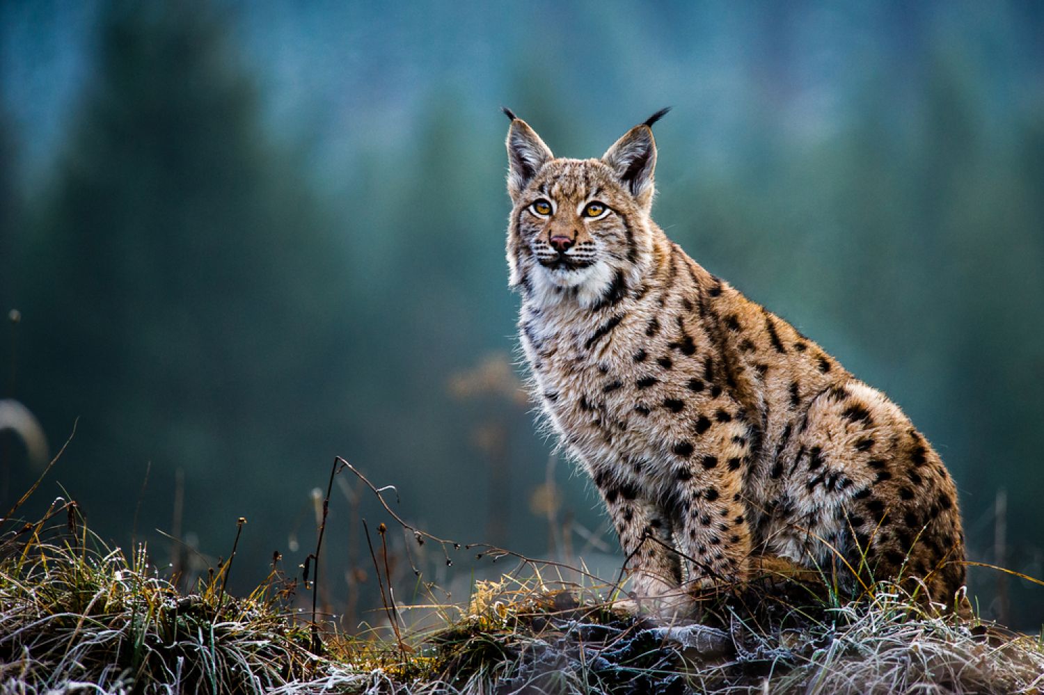 Le lynx menacé en France et dans le massif des Vosges - Radio Mélodie