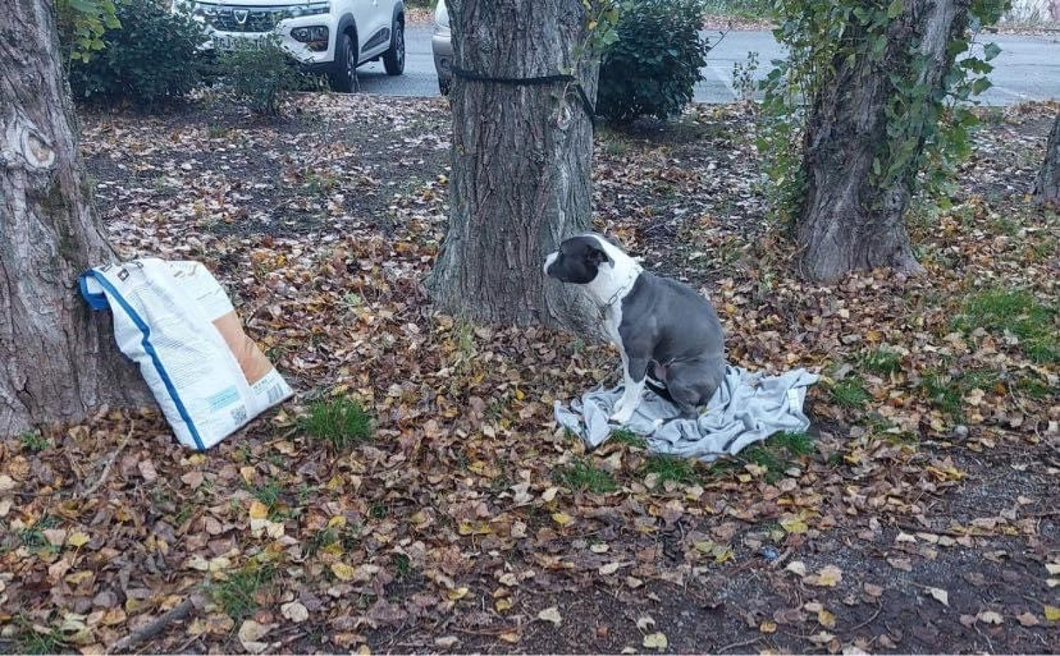 Un chien lâchement abandonné près du refuge de la SPA