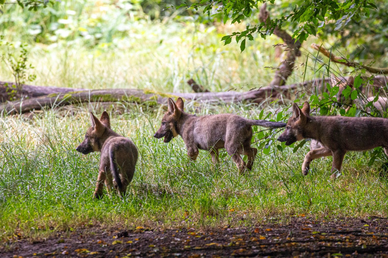 Après 7 nouvelles naissances, l’enclos des loups gris agrandi au parc animalier de Sainte-Croix