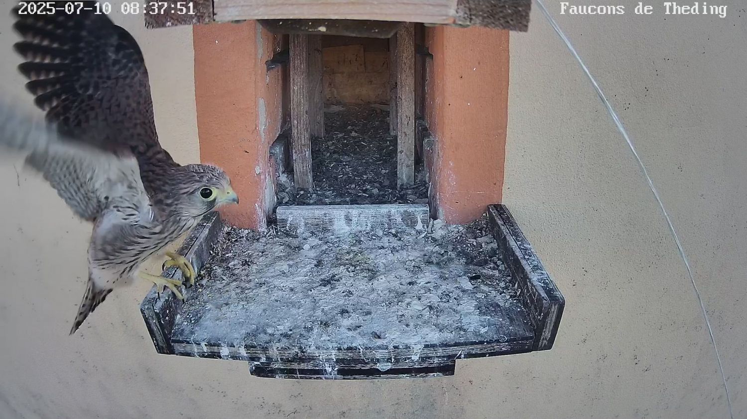 Des Faucons de Théding à Nidoscope, Cyril Bour continue de partager sa passion pour les oiseaux