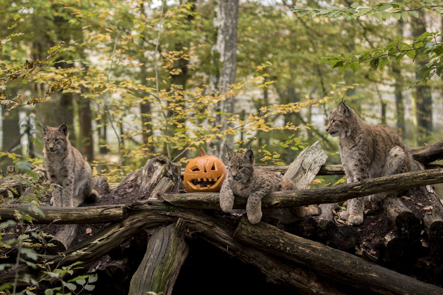 15 000 citrouilles et de nombreuses animations pour fêter Halloween au Parc de Sainte-Croix