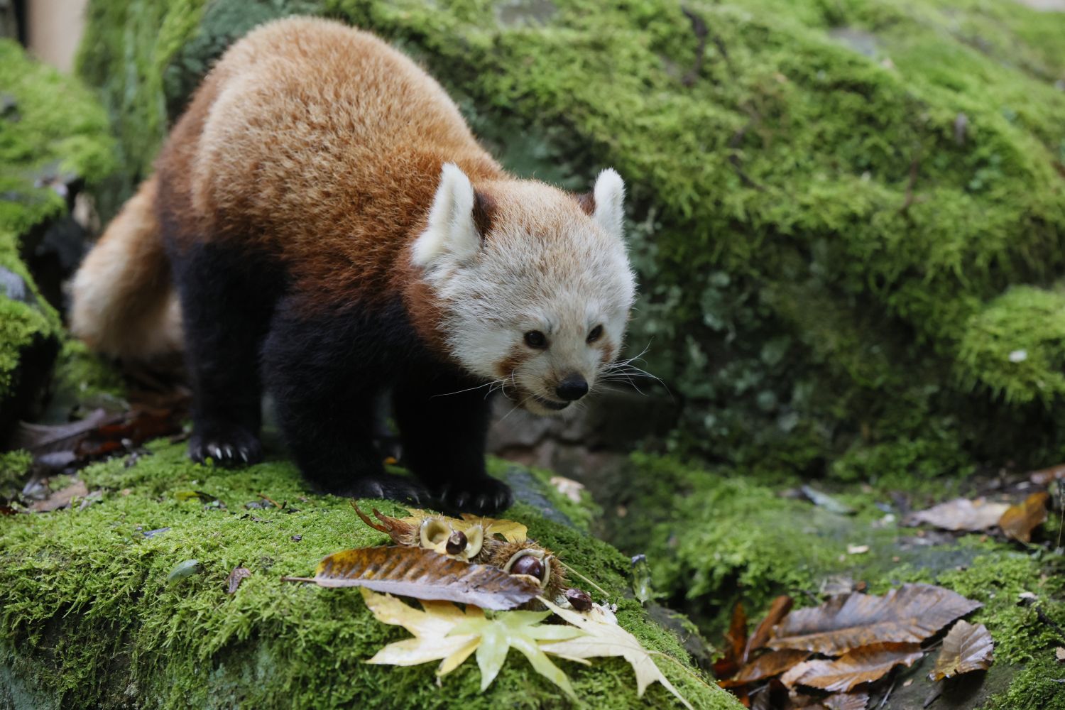Le zoo de Sarrebruck célèbre l'automne avec la 3ème édition de la fête des châtaignes