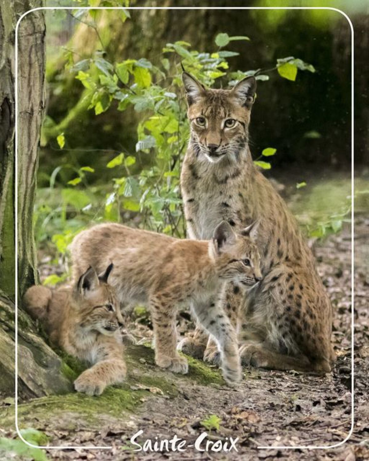 Le parc Sainte-Croix consacre 3 jours à la biodiversité