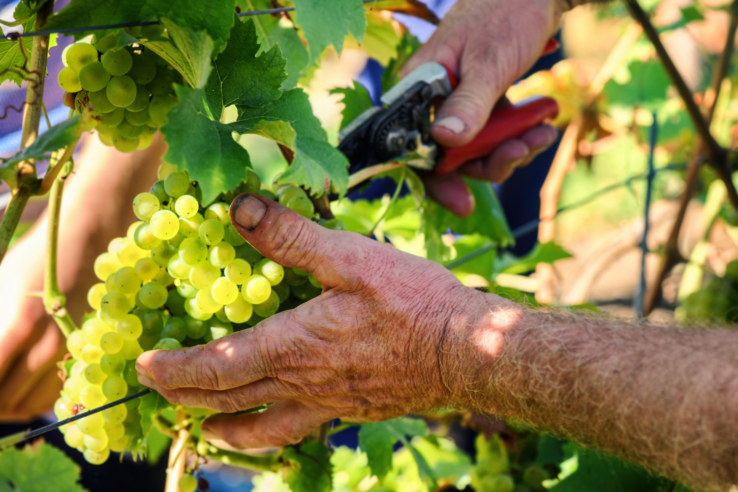 L’Alsace est toujours à la recherche de bras pour les vendanges !