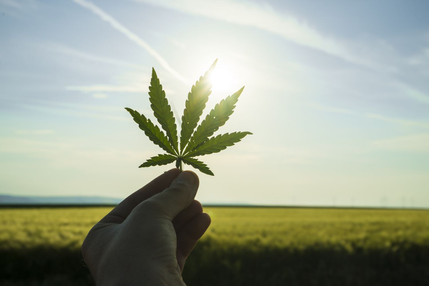 Le gouvernement allemand valide la légalisation du cannabis récréatif