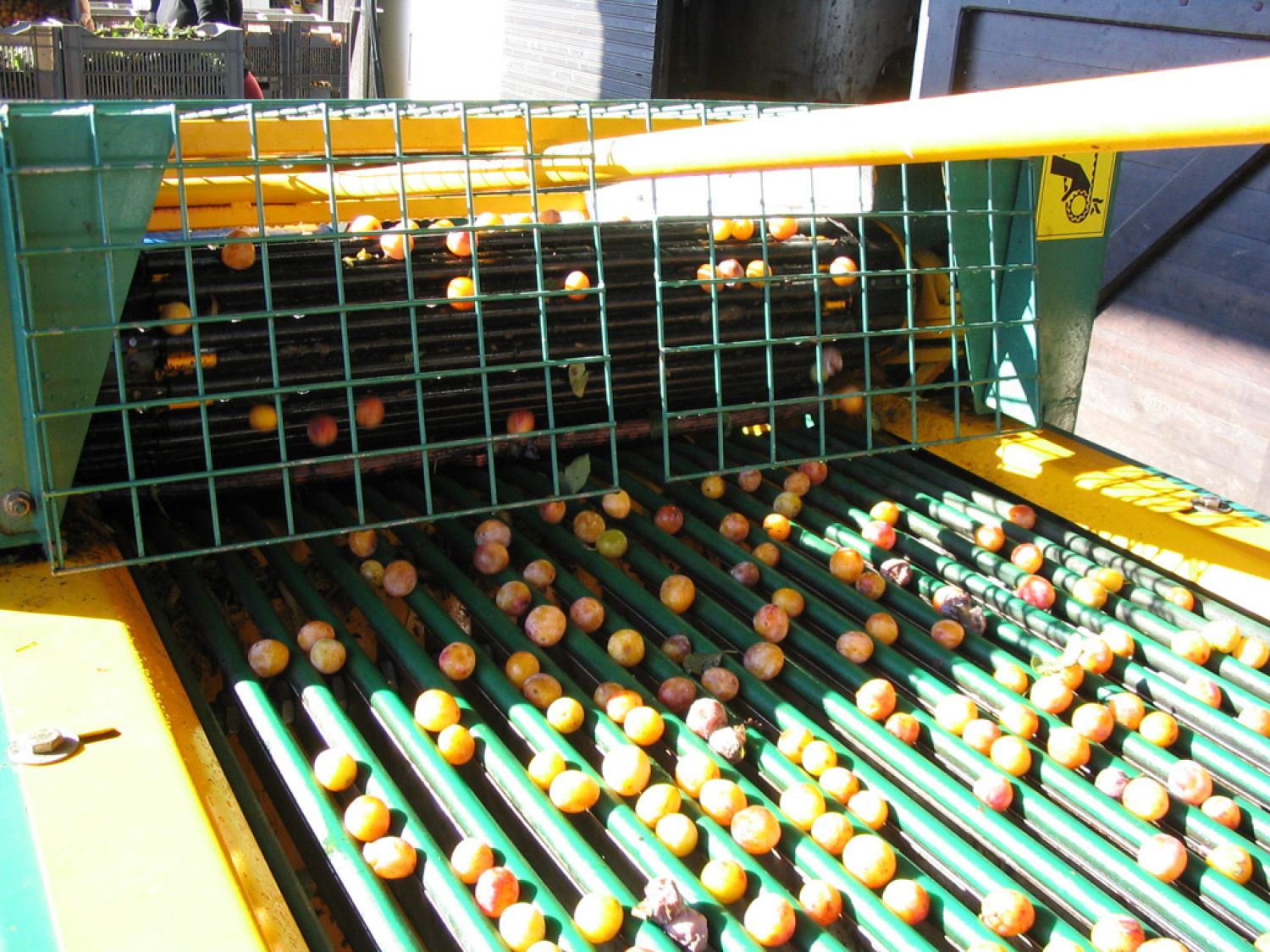 La saison des Mirabelles de Lorraine touche déjà à sa finÂ