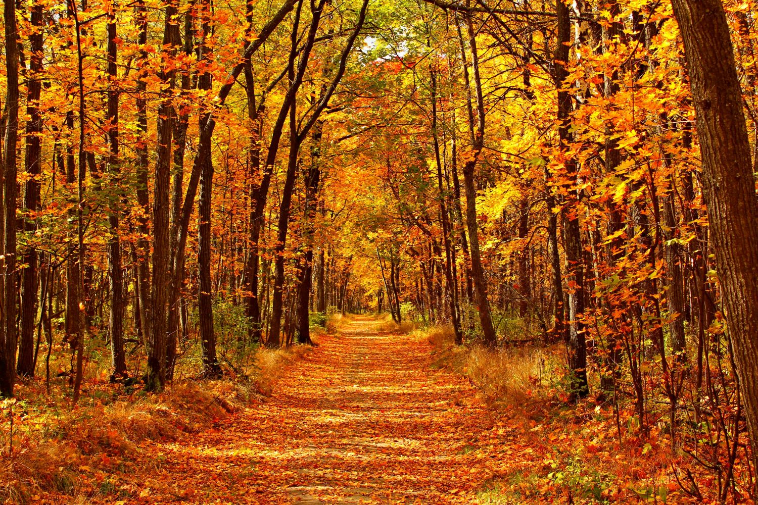 L’automne arrive jeudi sur le territoireÂ