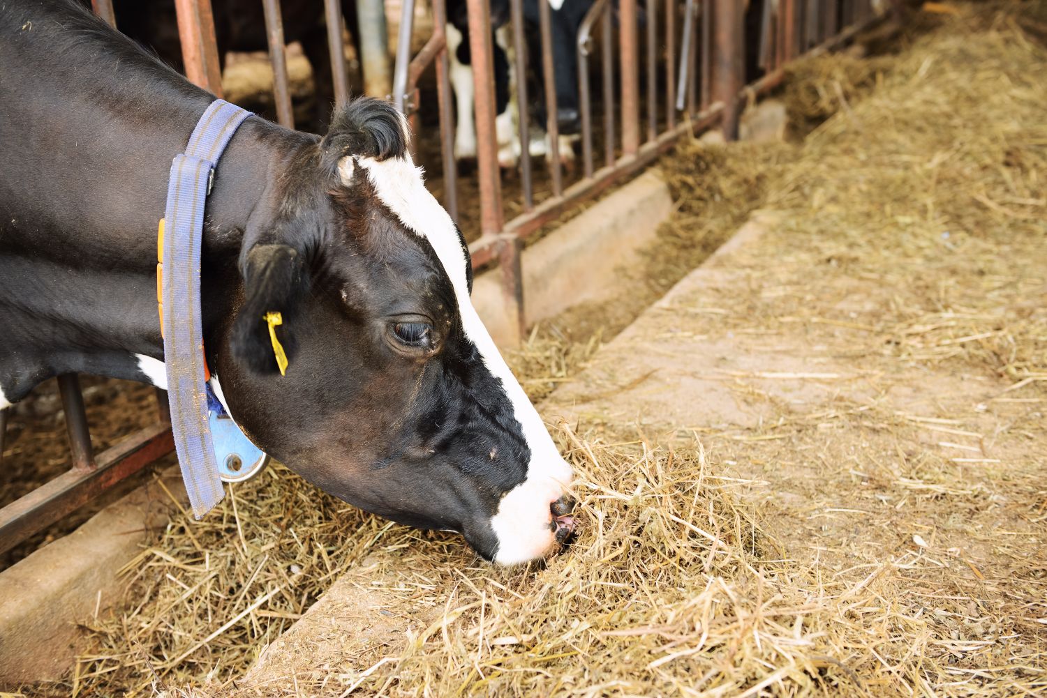La région Grand-Est est présente sur le salon de l’agriculture