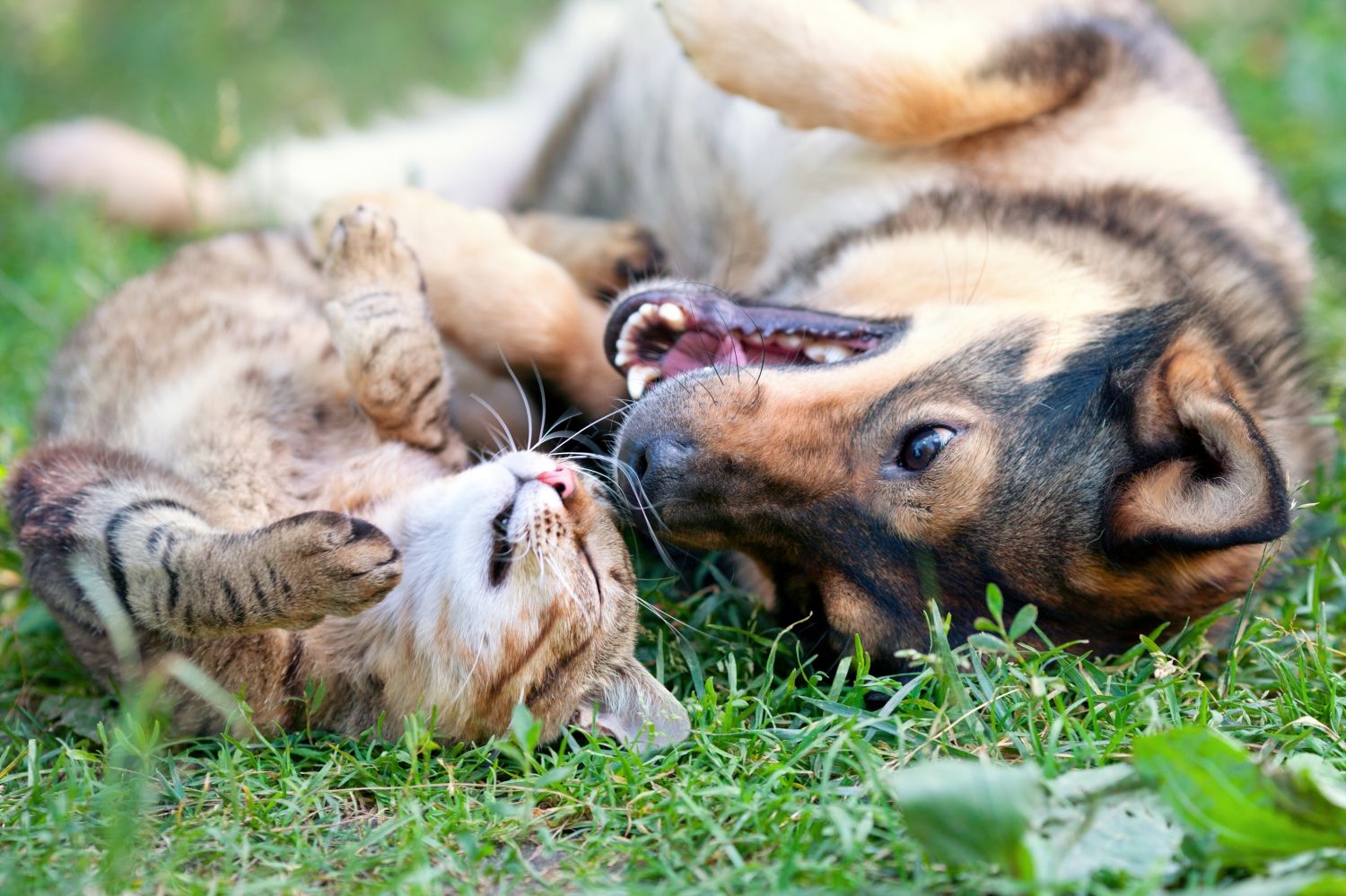 Le crématorium animalier de Faulquemont soutient l’association Le Refuge du Mordant