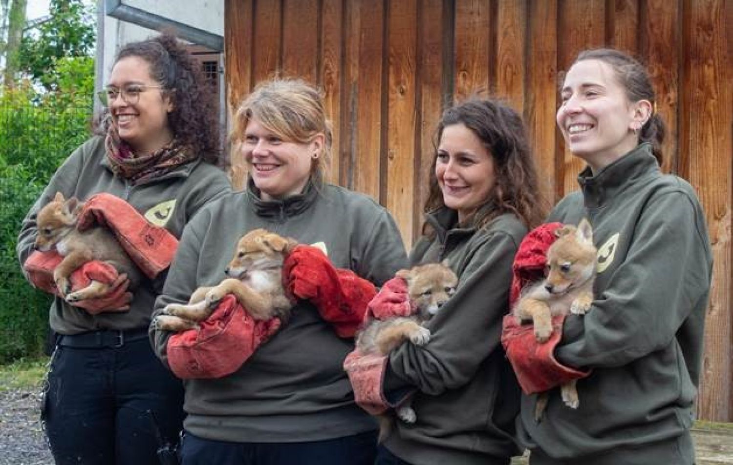 4 coyotes ont été pucés au Parc Sainte-Croix à Rhodes