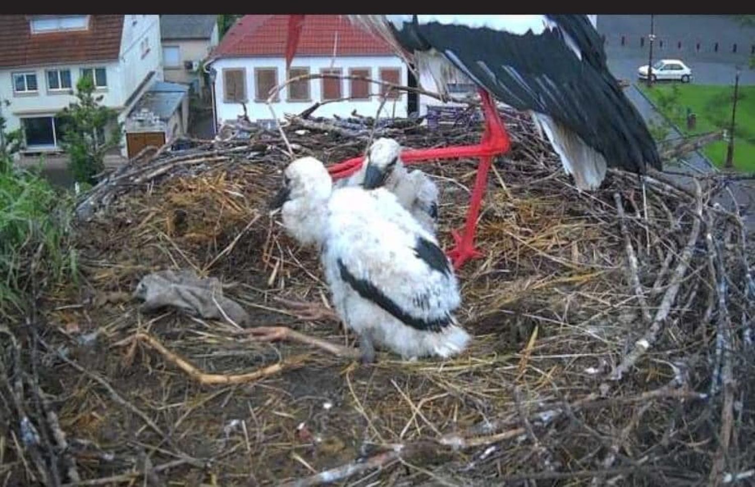 Un cigogneau est décédé à Sarralbe