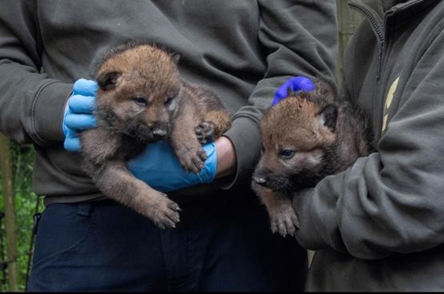 Deux bébés loups gris sont nés au parc Sainte-Croix