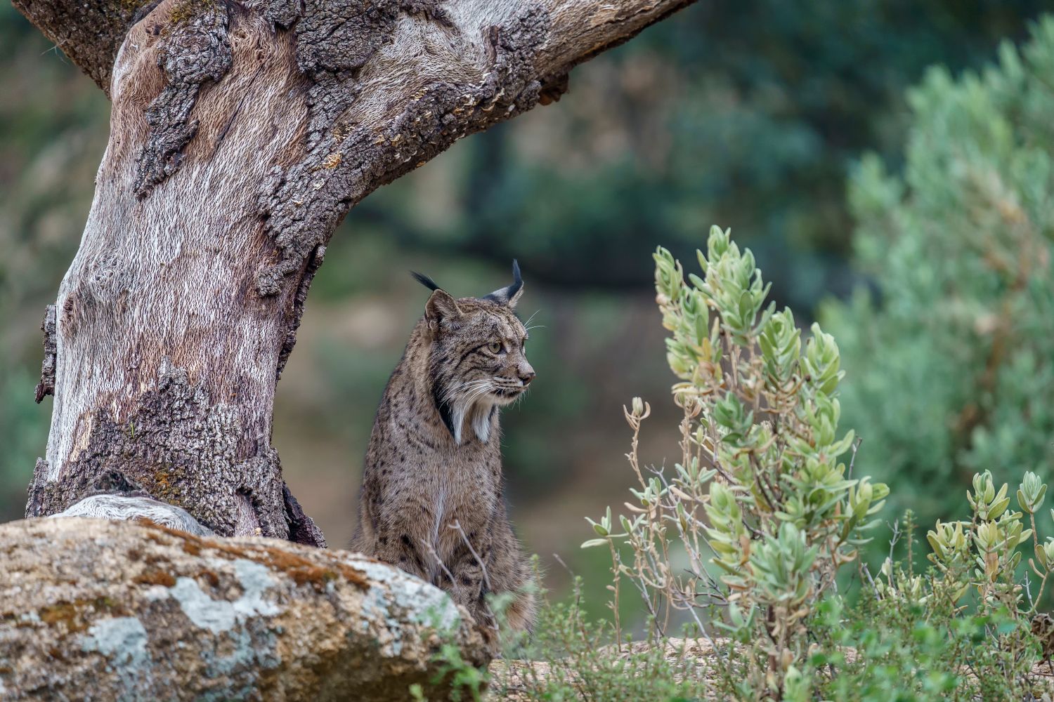 Le parc Sainte-Croix à Rhodes propose un week-end spécial dédié aux lynx