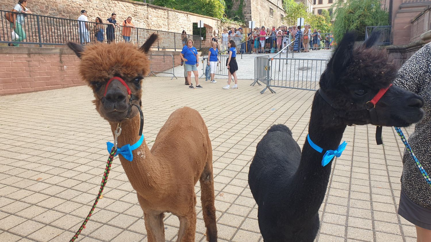 A Saverne, le festival des Alpagas Bleus c’est dans une semaine