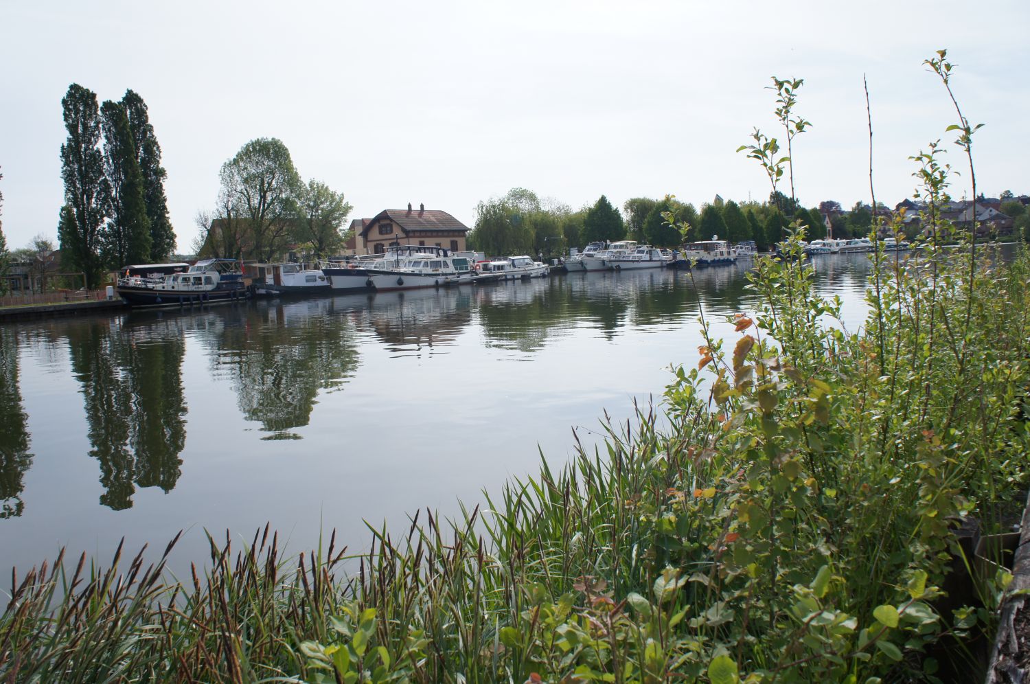 Des cyanobactéries ont été repérées dans le port de Saverne
