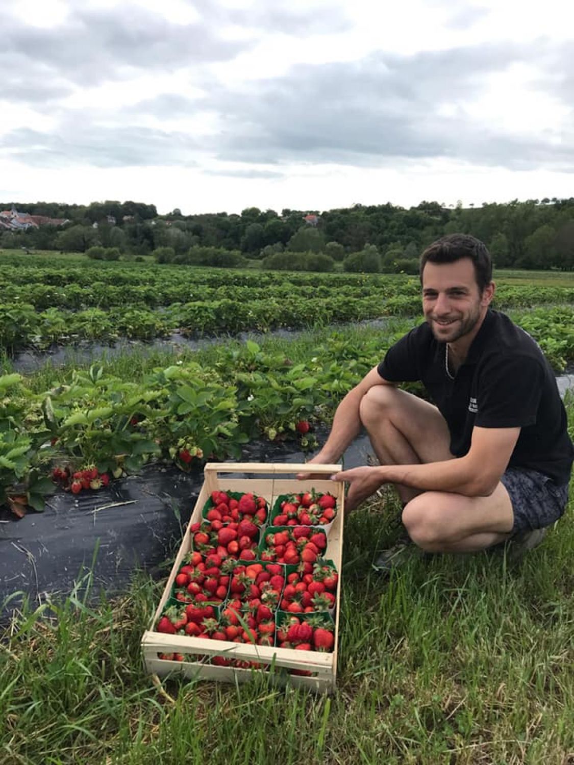 A Niederstinzel, le maraîchage du Geroldseck organise une collecte pour sauver ses champs de fraise