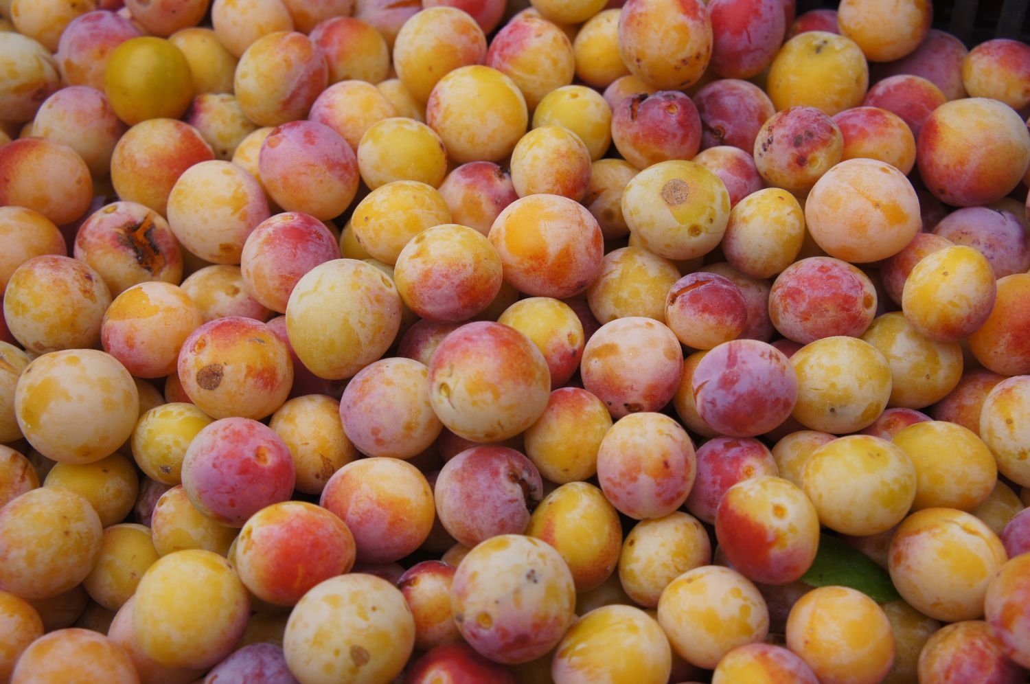La récolte des Mirabelles de Lorraine est lancée