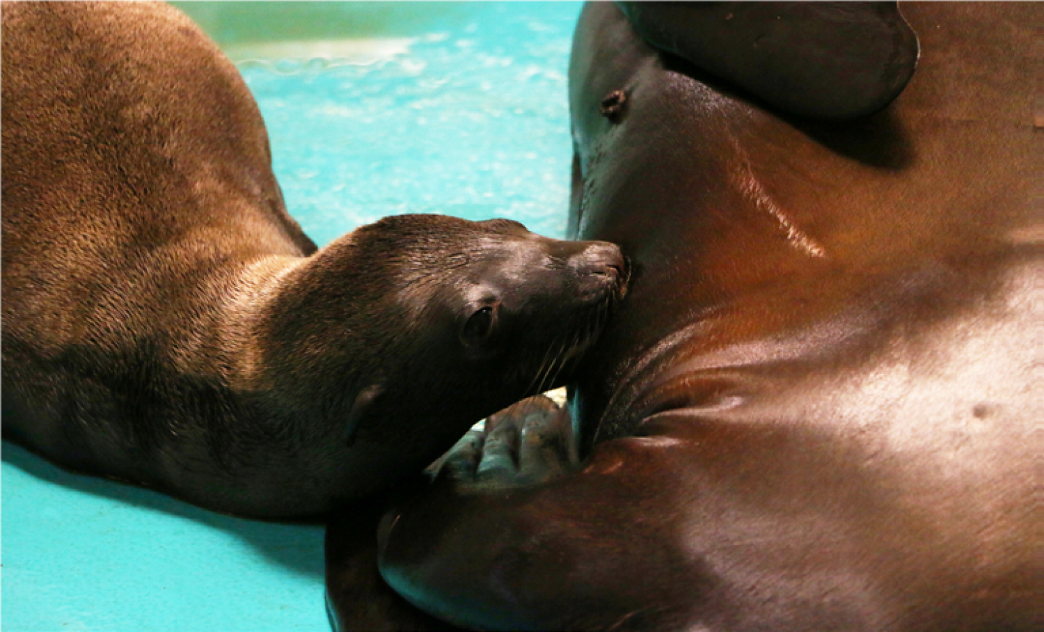 Le zoo d’Amnéville annonce la naissance d’une petite otarie
