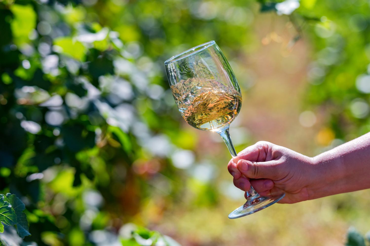Les dates ont été fixées pour le démarrage des vendanges en Alsace