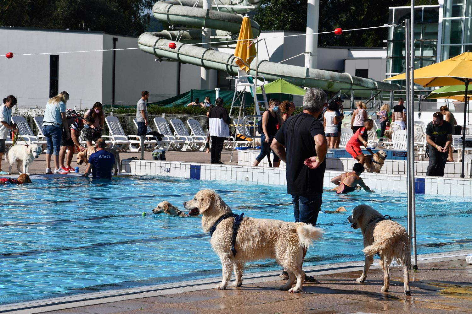 C’est une tradition à la fin de l’été, le complexe Aquagliss de Freyming-Merlebach invite les chiens pour un dernier plongeon