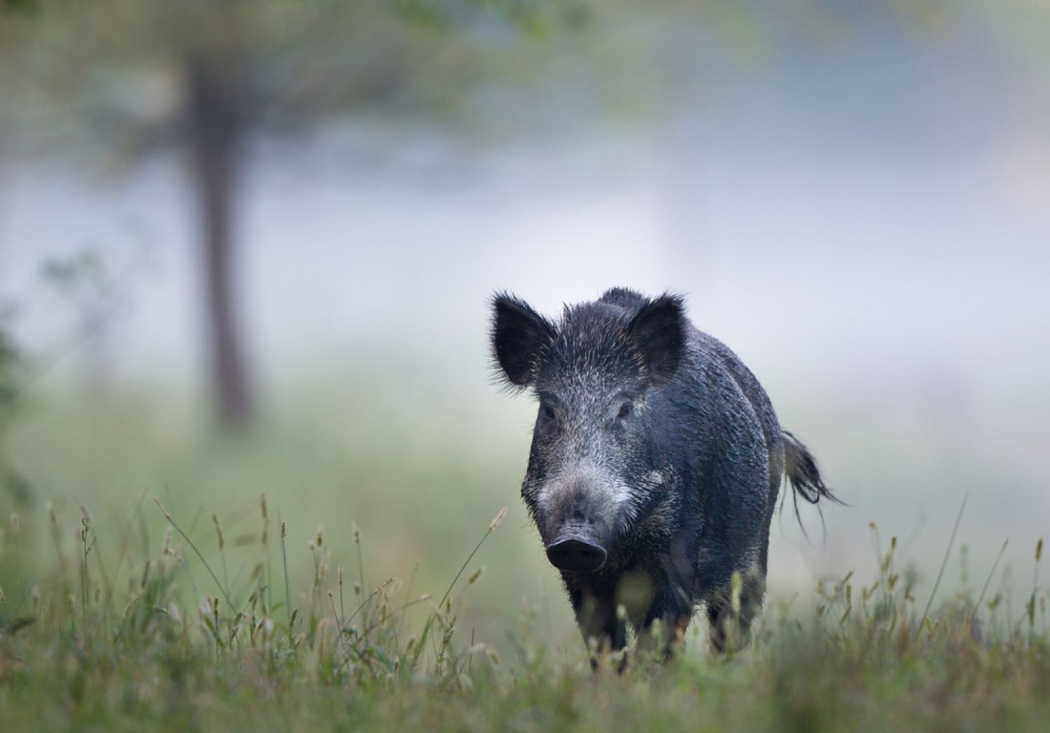 Les fédérations départementales des agriculteurs de Moselle et du Bas-Rhin alertent sur l’arrivée de la fièvre porcine africaine sur nos territoires