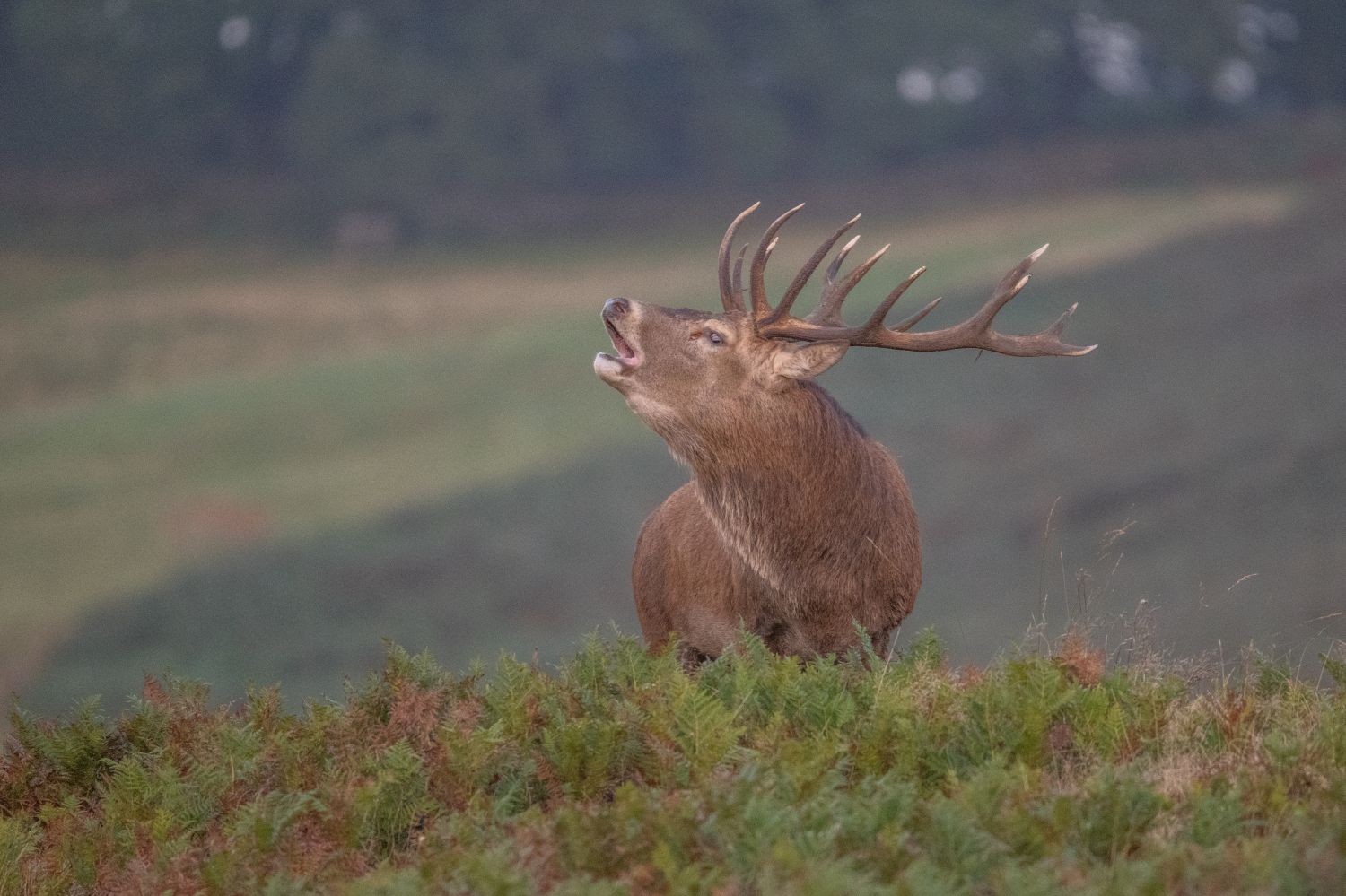Le brame du cerf a démarré au Parc Sainte-Croix