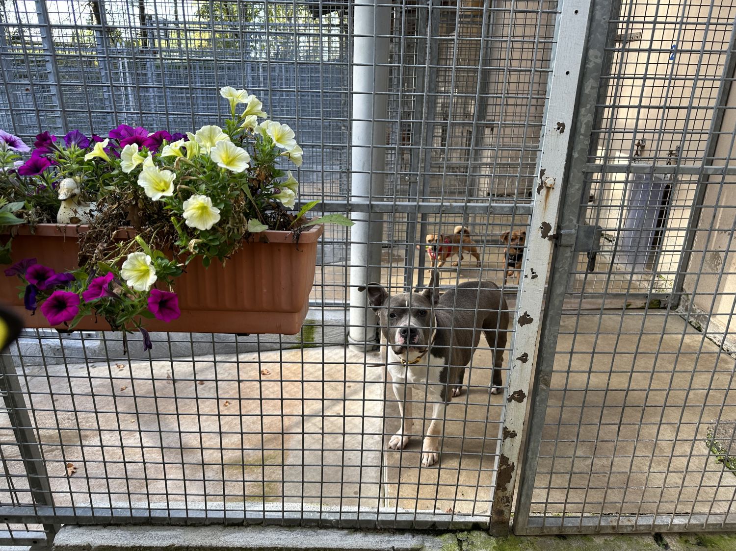 Les SPA ouvrent leurs portes ce week-end