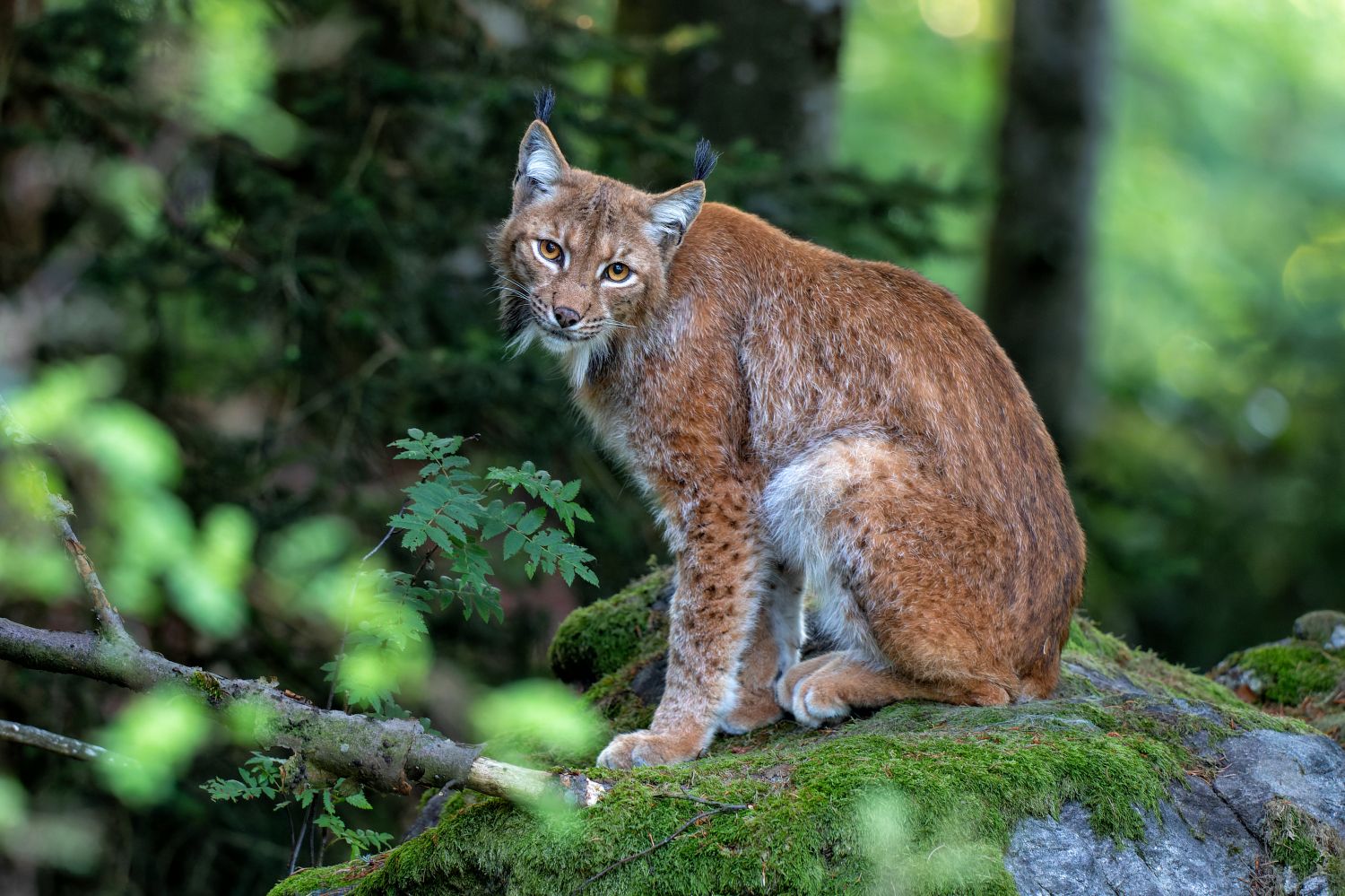 Le lynx boréal est toujours en danger dans les Vosges du Nord malgré la confirmation de reproductions