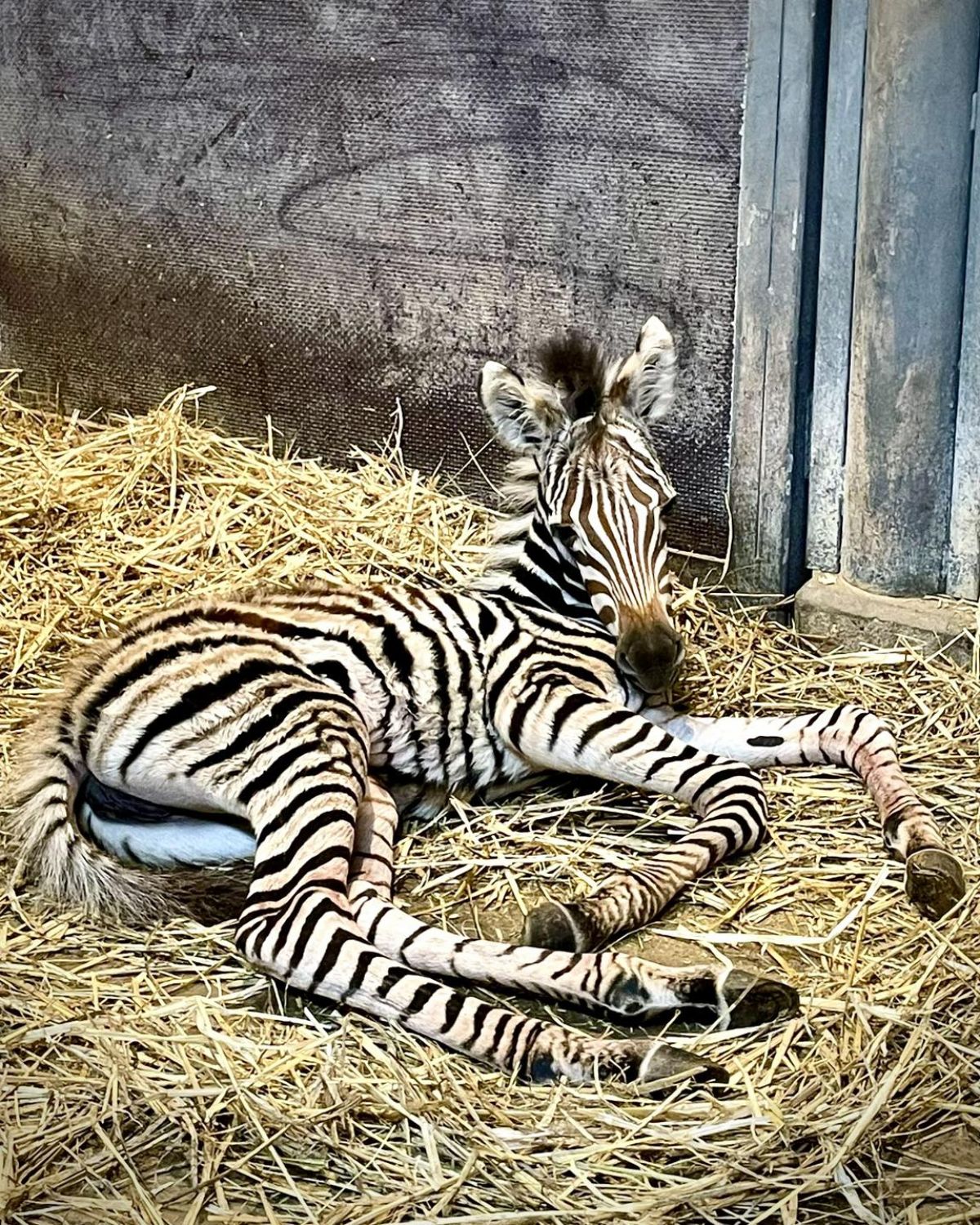 Un bébé zèbre est né au zoo de Sarrebruck